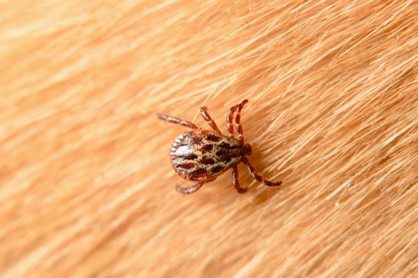 Mite Removal