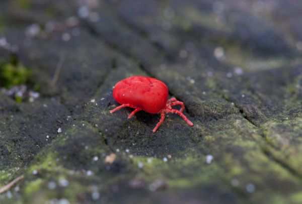 Chigger Extermination