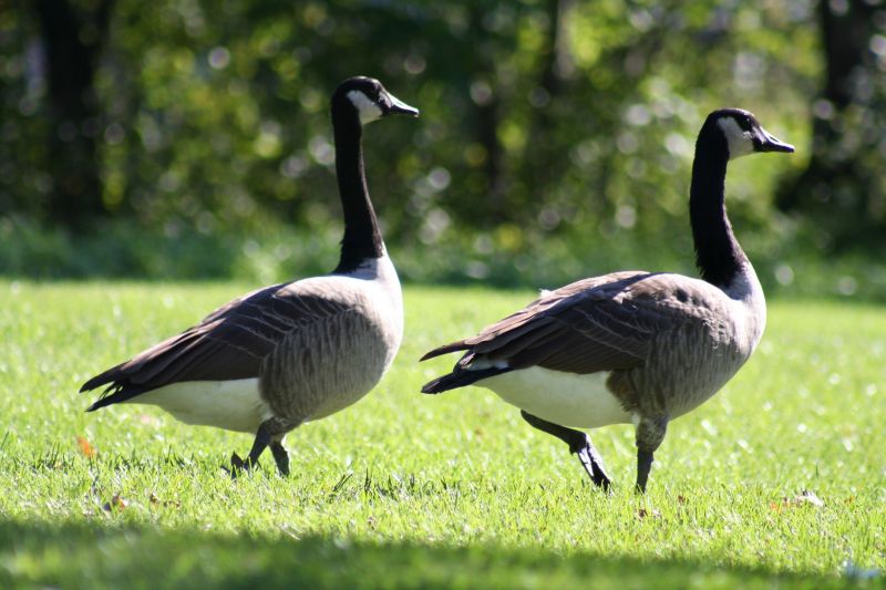 Geese Control Service