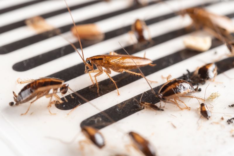 How Roaches Enter Buildings And Spread Quickly