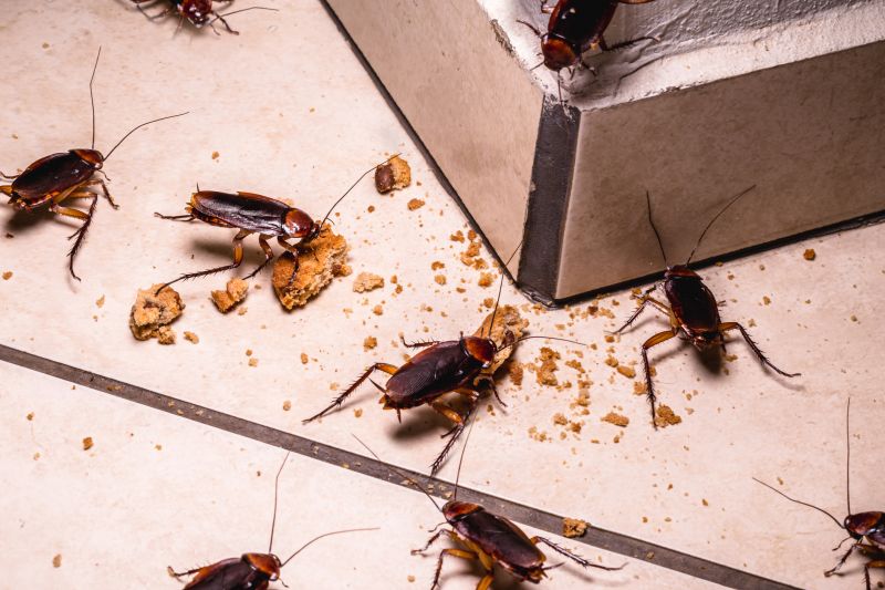 Cockroaches in the Kitchen