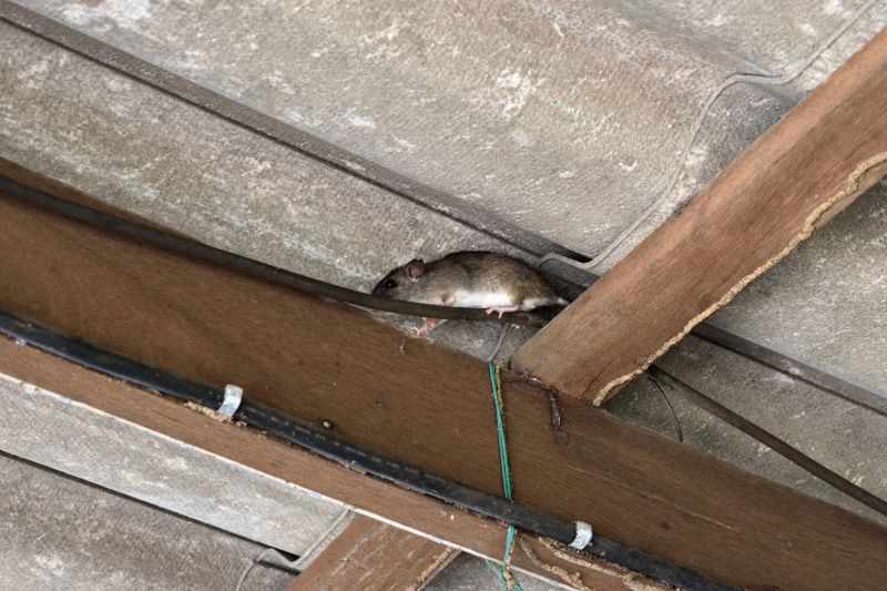 Rodents in Attics