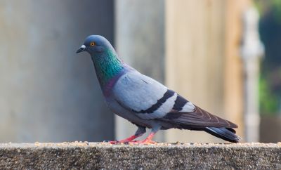 Pigeon Proofing Service