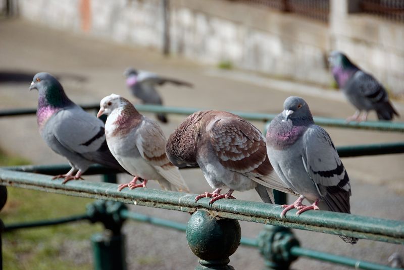 Pigeon Proofing Service