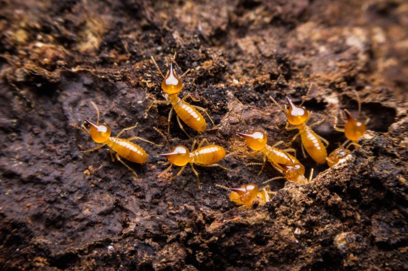 Termite Inspection Service