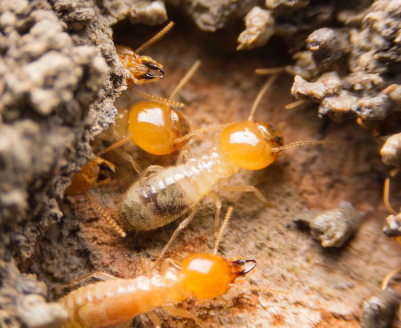 Termites Extermination