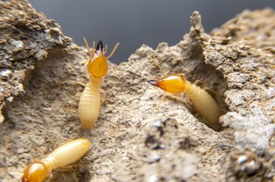 Termites Extermination